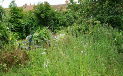 Entretenir un jardin abandonné