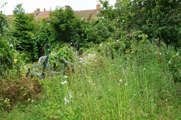 jardin abandonné