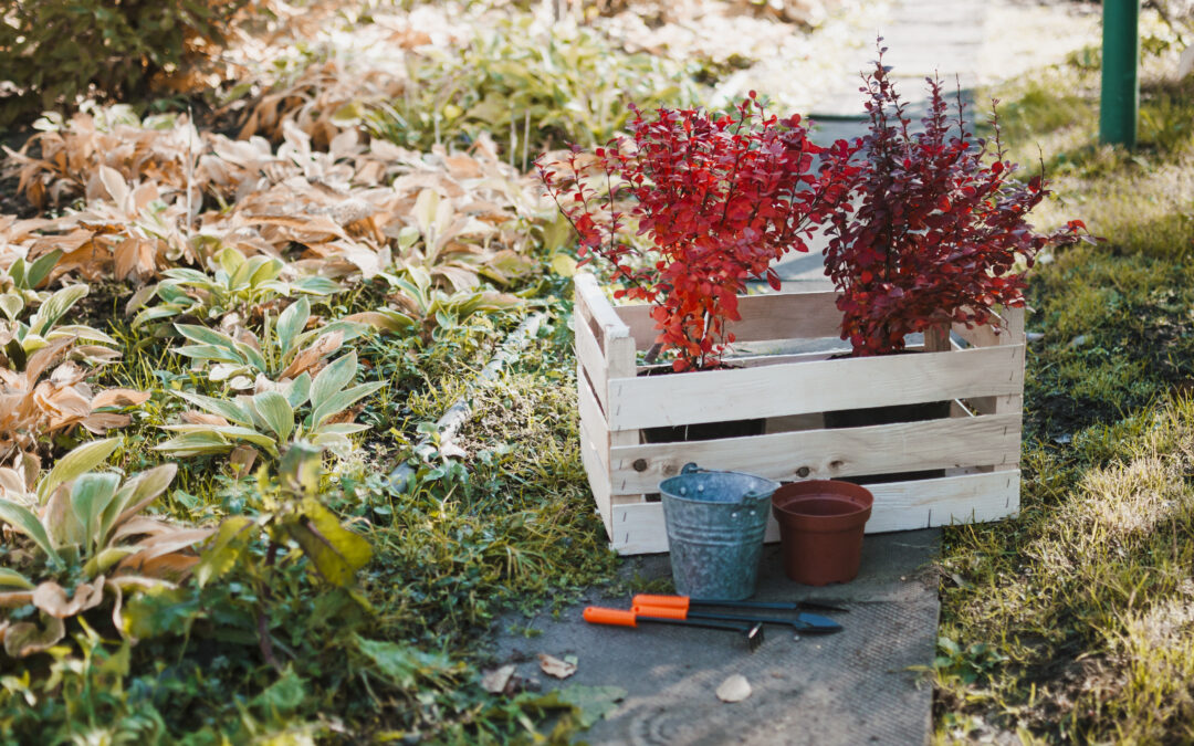 Que faire au jardin en septembre ? Nos conseils pour un extérieur au top à la rentrée
