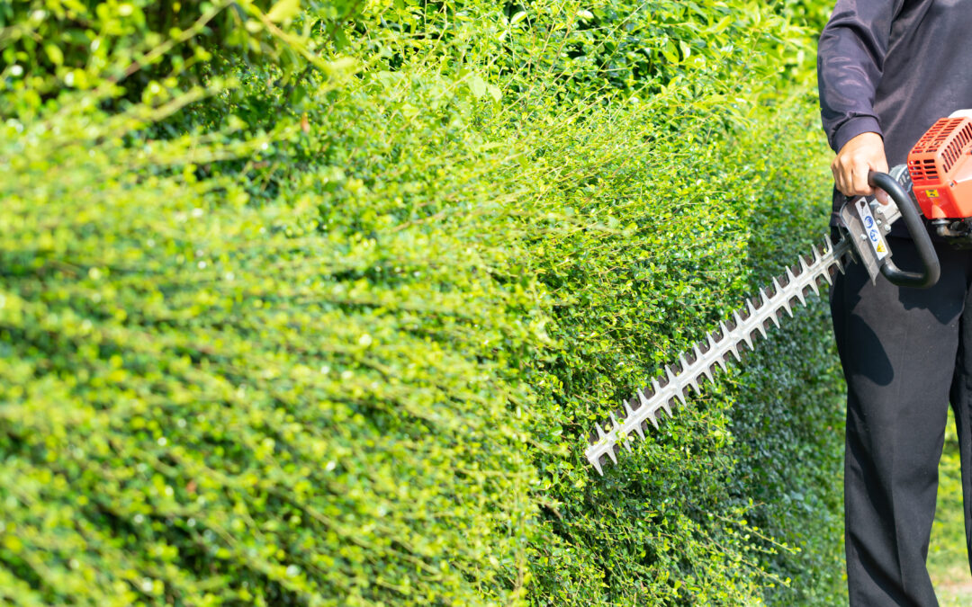 Pourquoi tailler ses haies avant la nidification ? Conseils pour Couëron et sa région