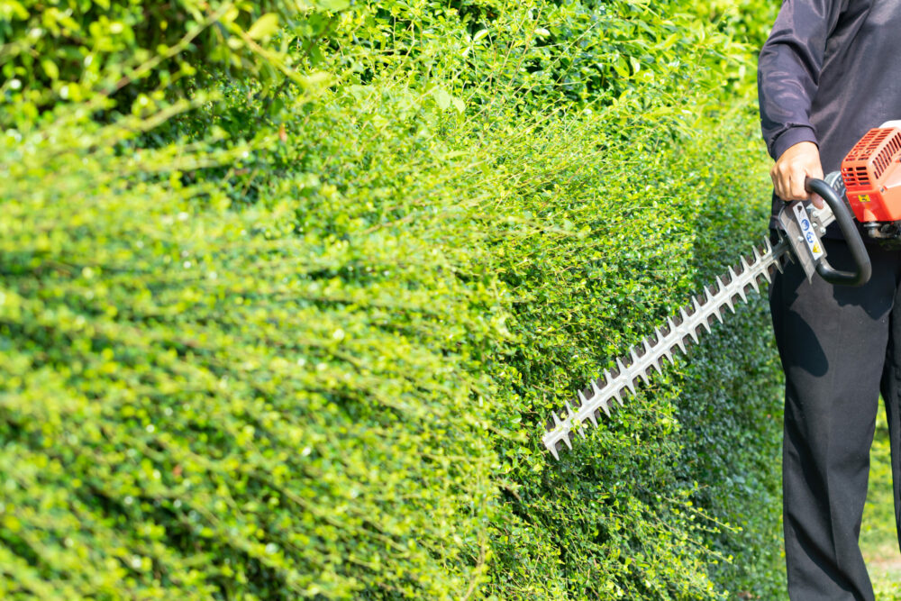 Taillage des haies Taillage des haies