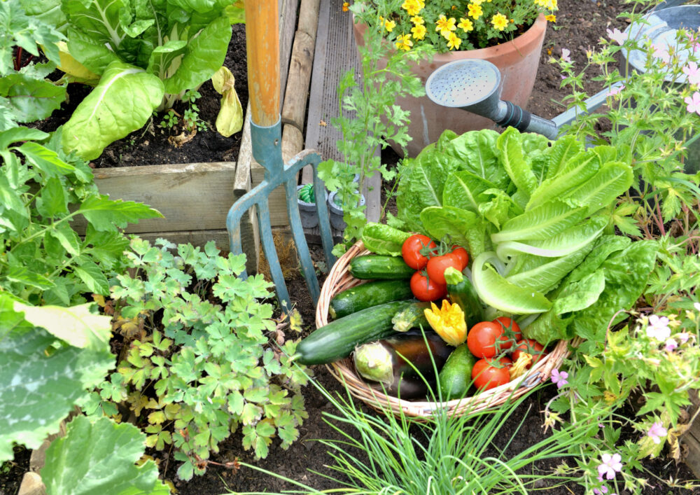 Potager en pleine terre à Couëron avec plants de tomates tuteurés, jardin particulier Loire-Atlantique Potager en pleine terre à Couëron avec plants de tomates tuteurés, jardin particulier Loire-Atlantique