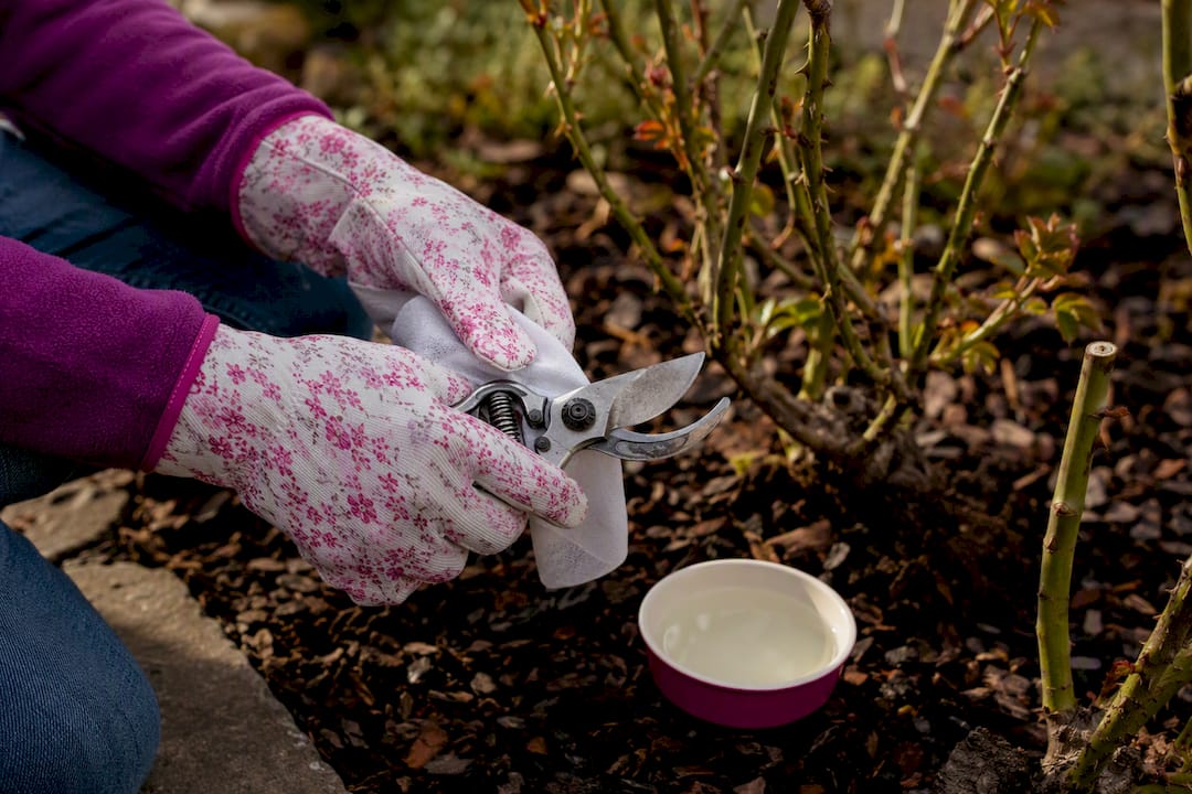 Sécateur désinfecté utilisé entre deux rosiers