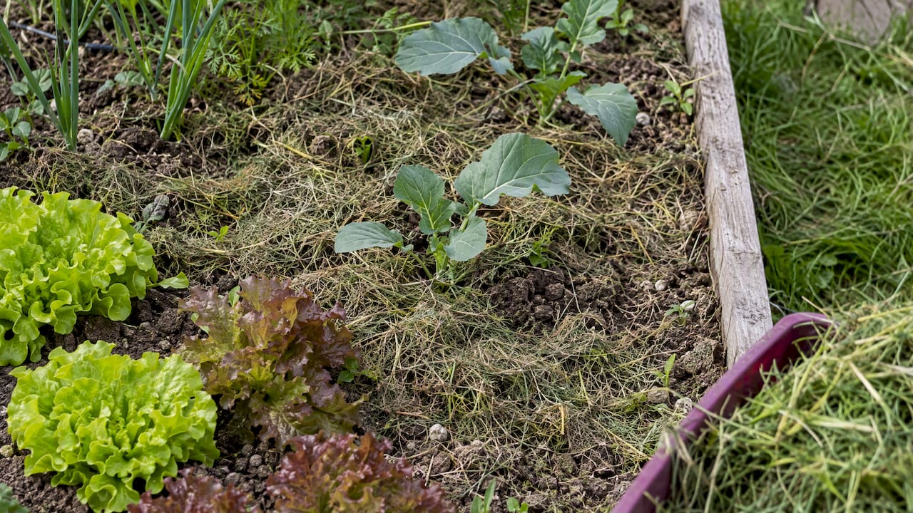 Tontes sèches étalées en fine couche au potager