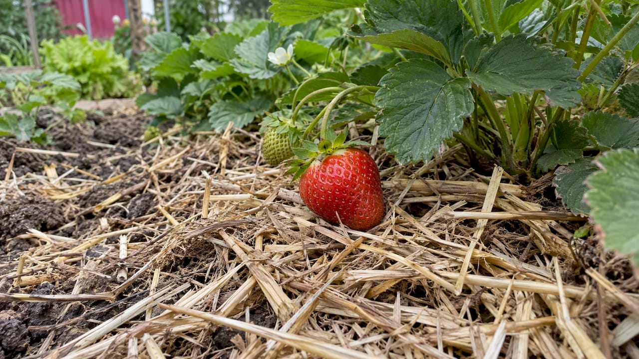 Fraise posée proprement sur un paillis de paille