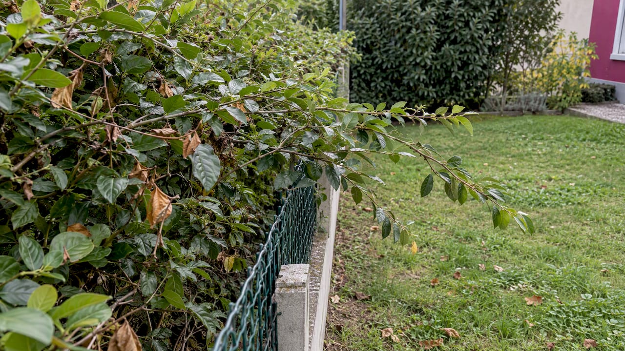 Des branches de haie qui dépassent chez le voisin