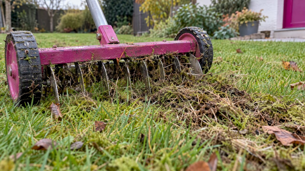 Scarificateur éliminant la mousse et le feutrage du gazon